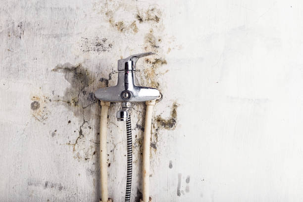Best Professional Mold Removal  in Ripley, OH