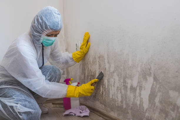 Best Toxic Mold Removal  in Ripley, OH