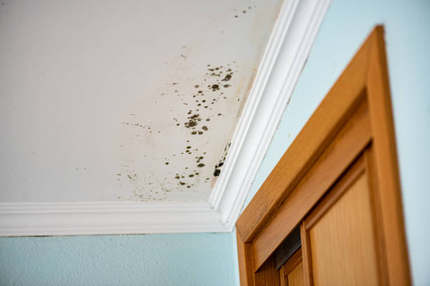 Best Mold Remediation  in Ripley, OH