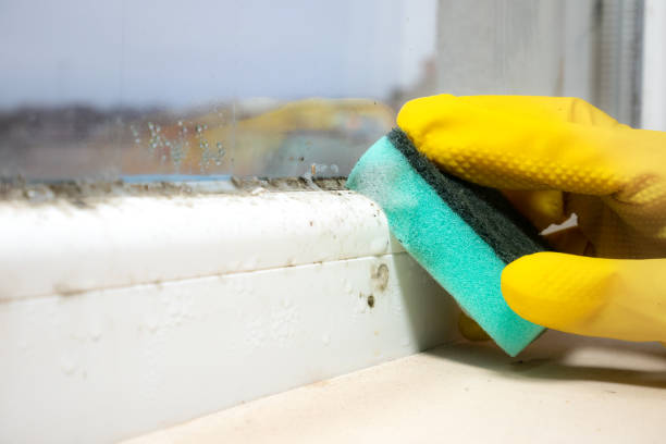Best Certified Mold Removal  in Ripley, OH