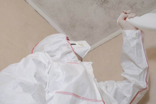 Best Office Mold Removal Services  in Ripley, OH