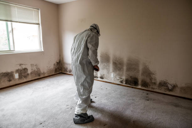 Mold Removal and Inspection in Ripley, OH