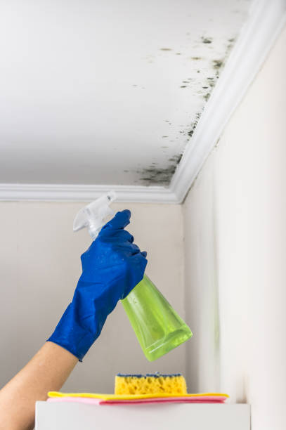 Best Crawl Space Mold Removal  in Ripley, OH